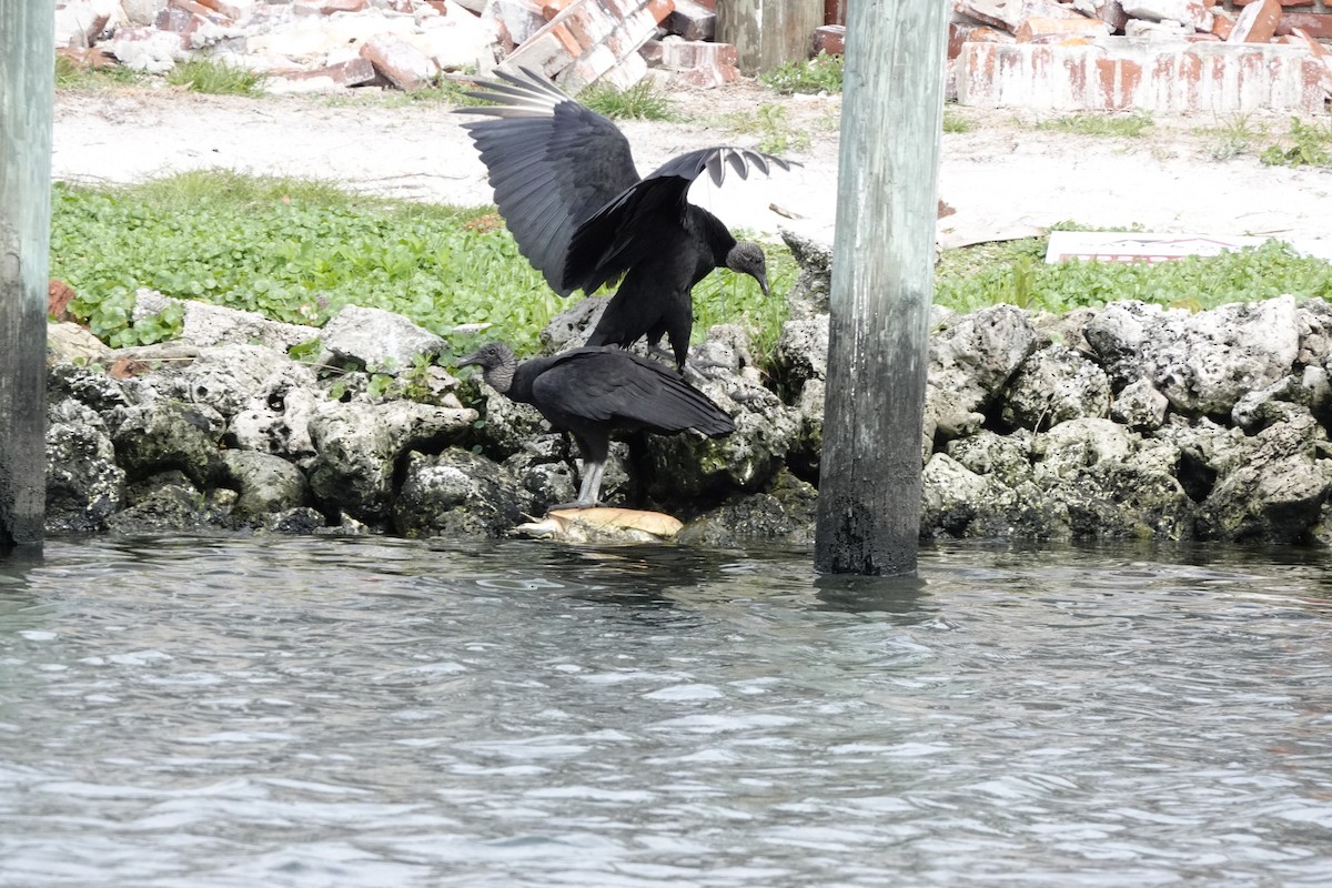 Black Vulture - David Rubenstein