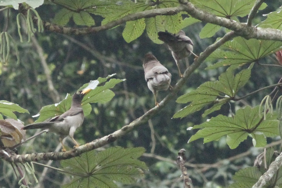 Brown Jay - ML616477127