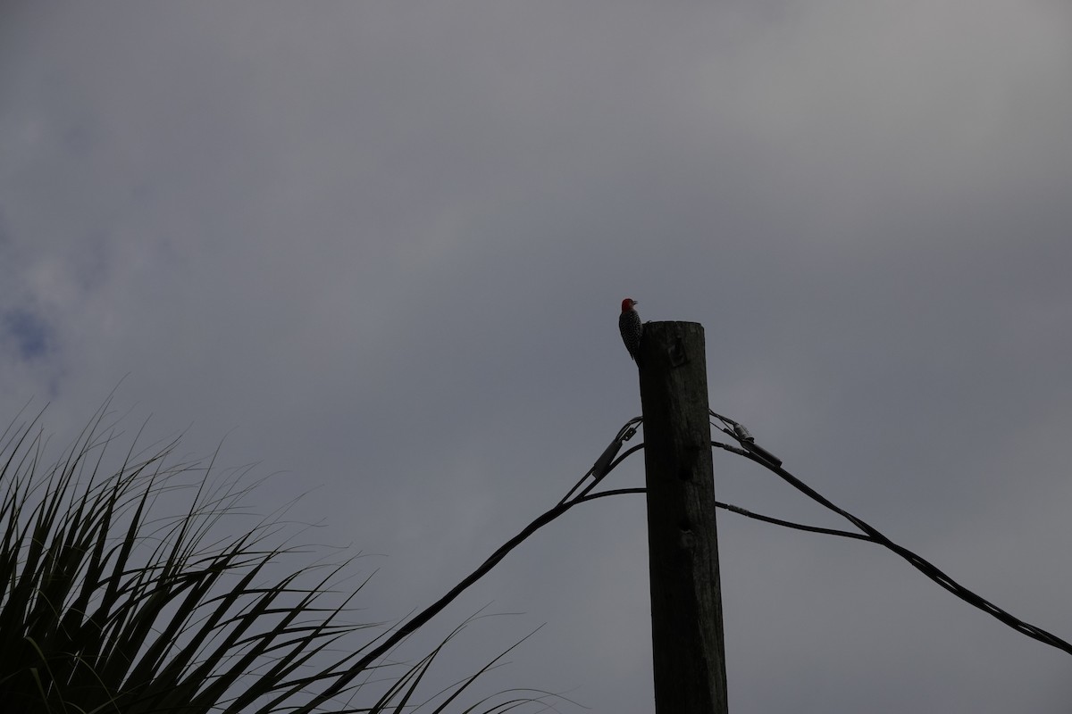 Red-bellied Woodpecker - David Rubenstein