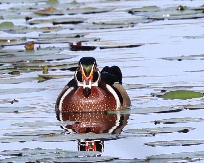 Wood Duck - ML616477254