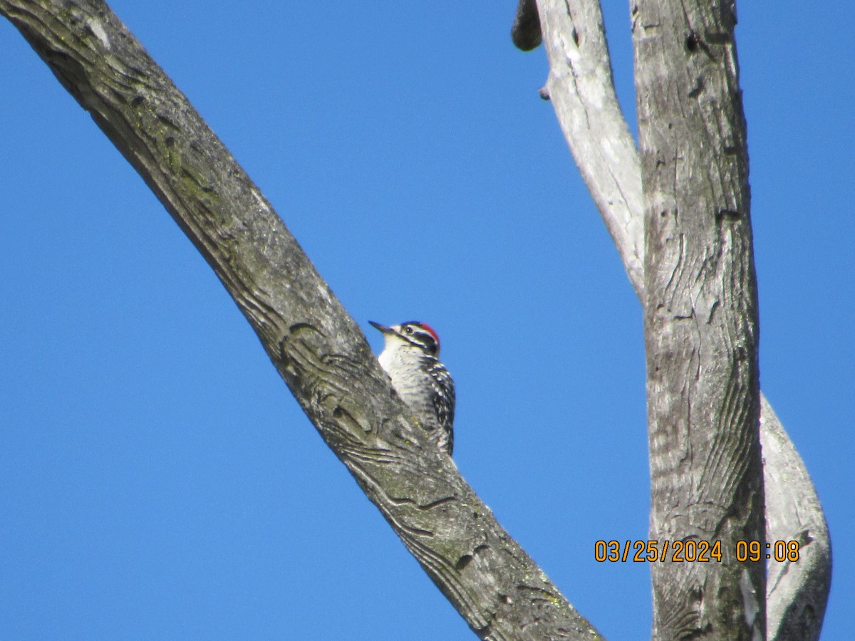 Nuttall's Woodpecker - ML616477258