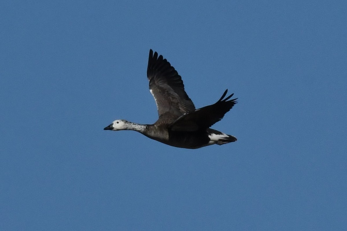 Snow x Canada Goose (hybrid) - Wayne Grubert