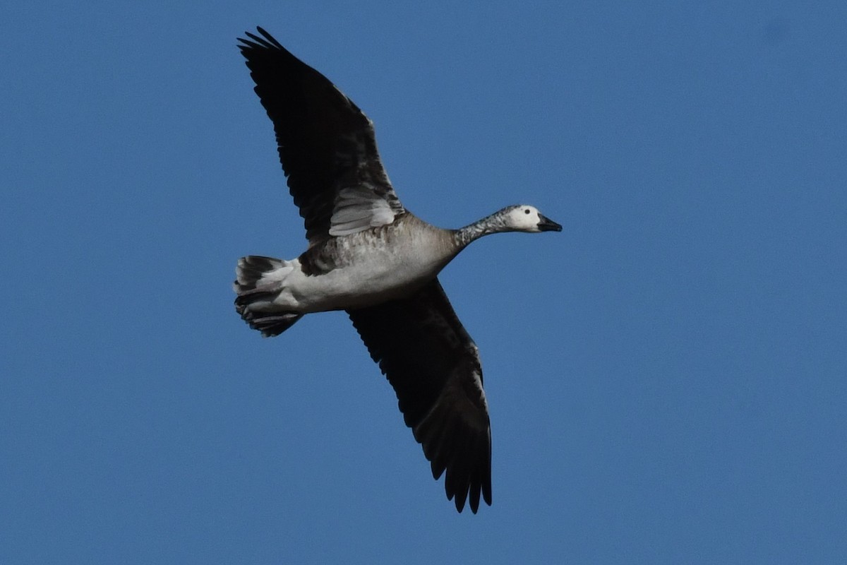 Snow x Canada Goose (hybrid) - ML616477269