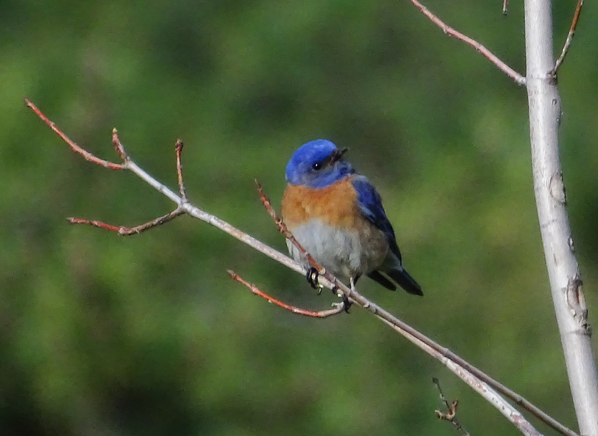 Western Bluebird - Diane Rose