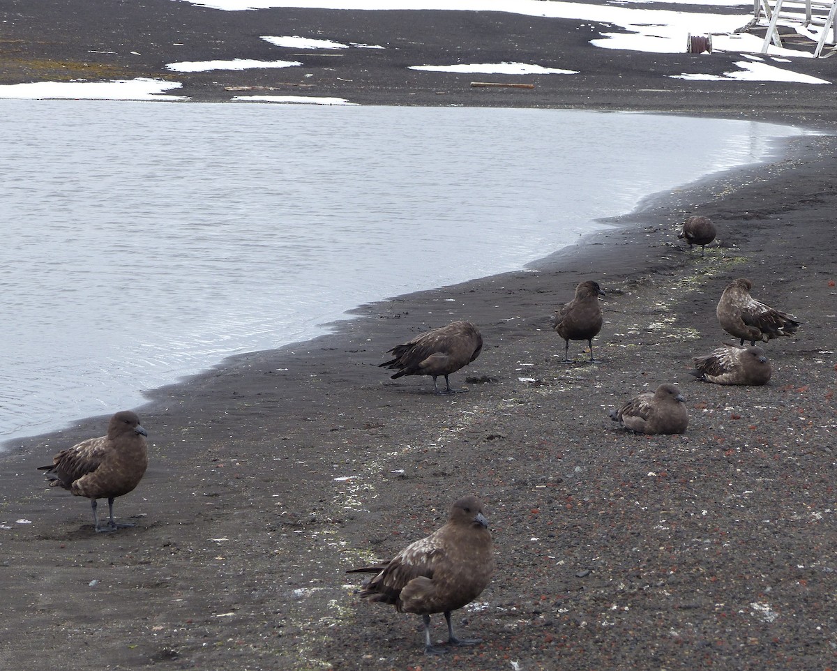 Brown Skua - ML616477357