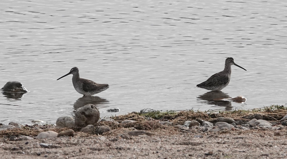 Long-billed Dowitcher - ML616477358