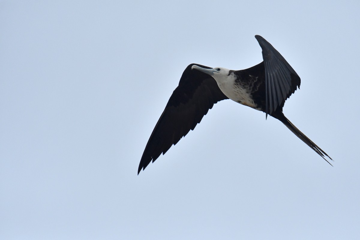 Magnificent Frigatebird - Antoine Rabussier