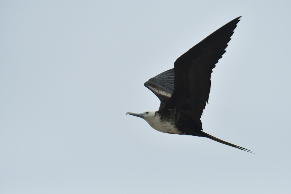 Magnificent Frigatebird - ML616477397