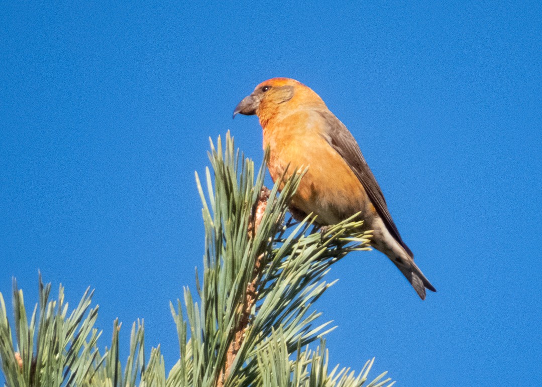 Red Crossbill - Johnathan Dadds