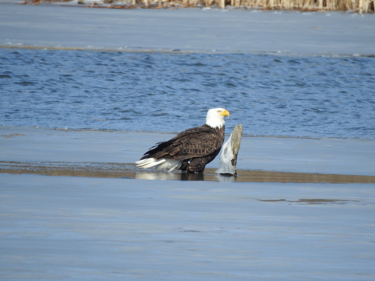 Bald Eagle - ML616477411