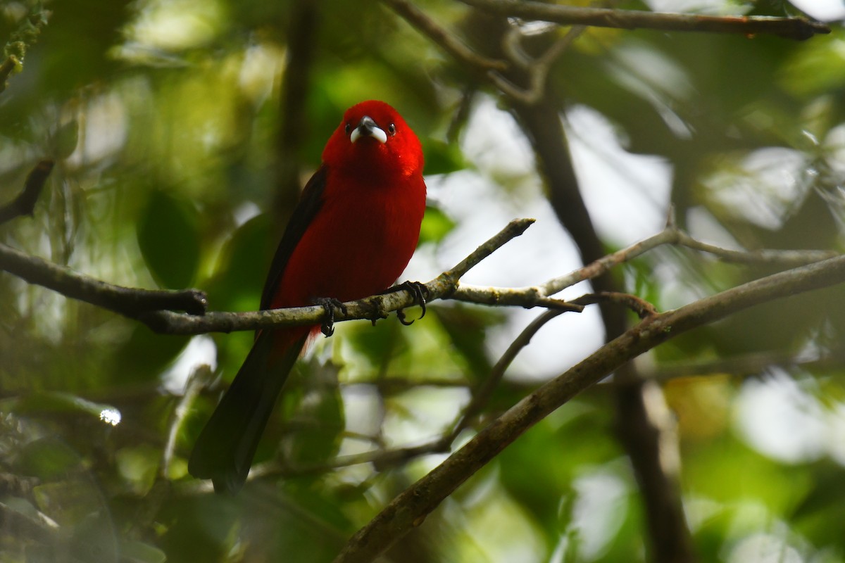 Brazilian Tanager - Antoine Rabussier