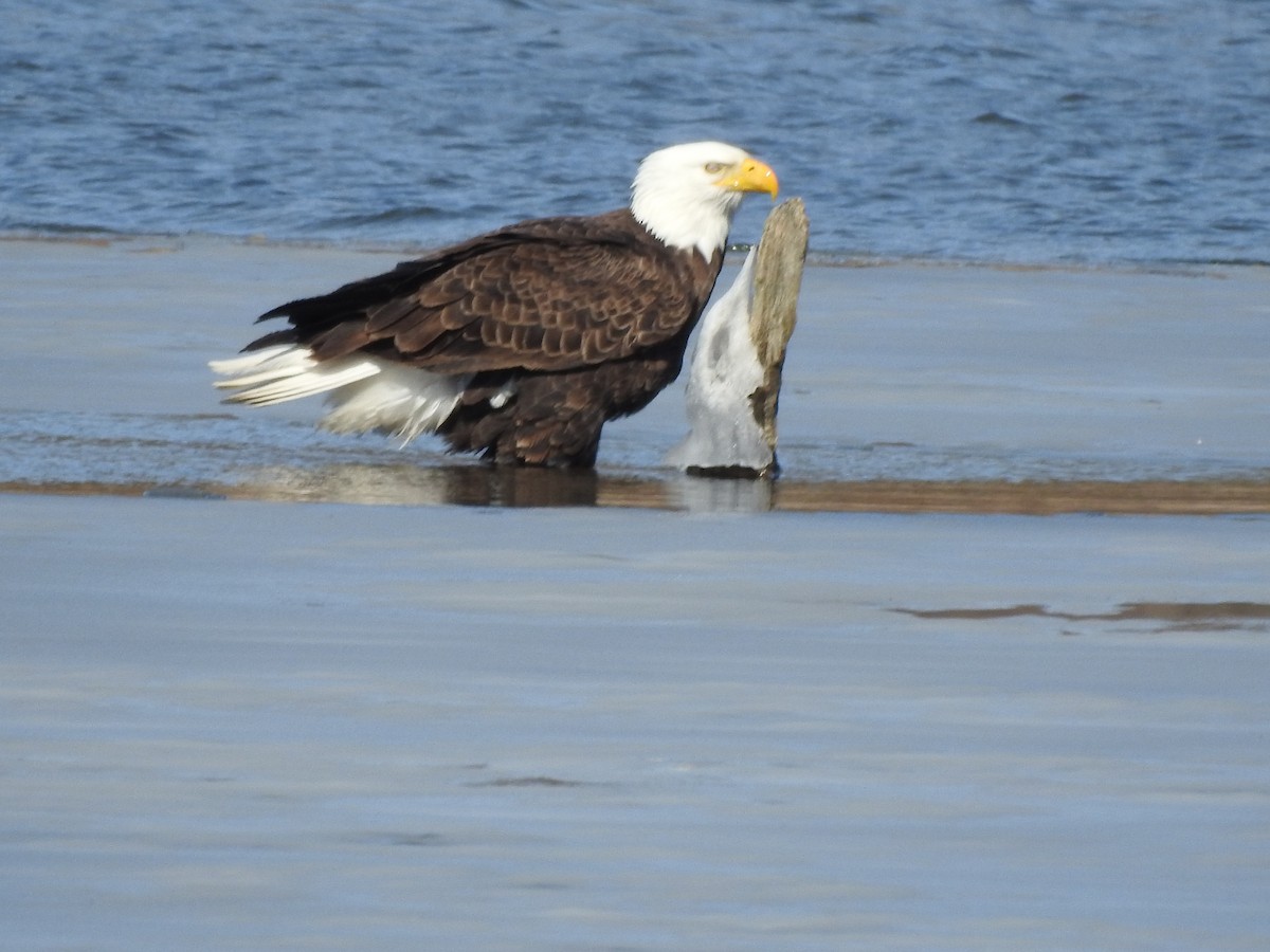 Bald Eagle - ML616477475