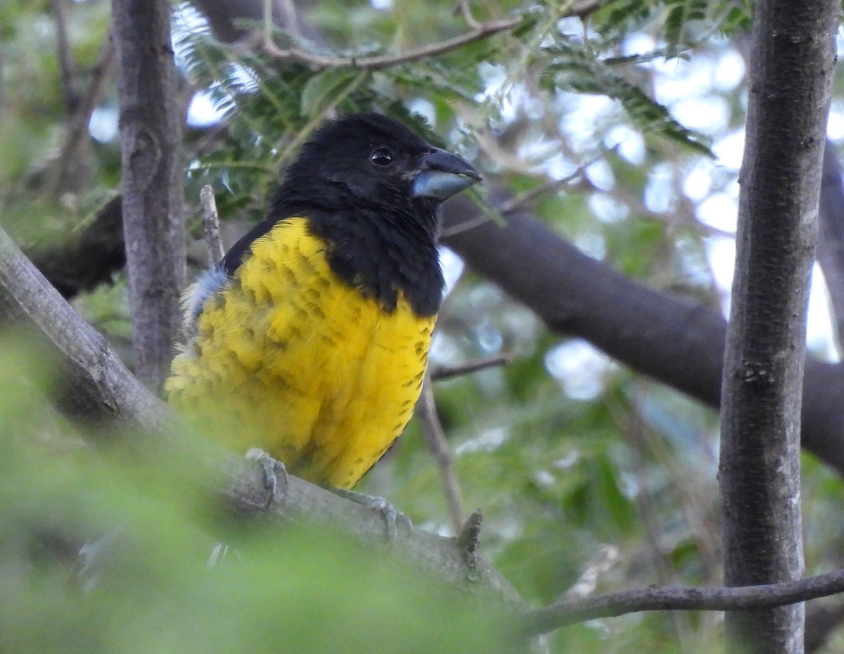 Black-backed Grosbeak - ML616477479