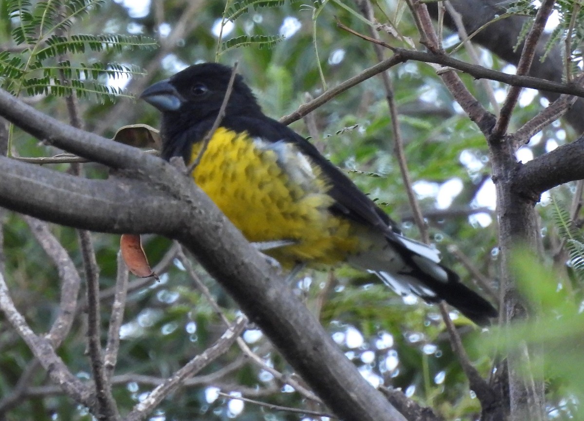 Black-backed Grosbeak - ML616477480