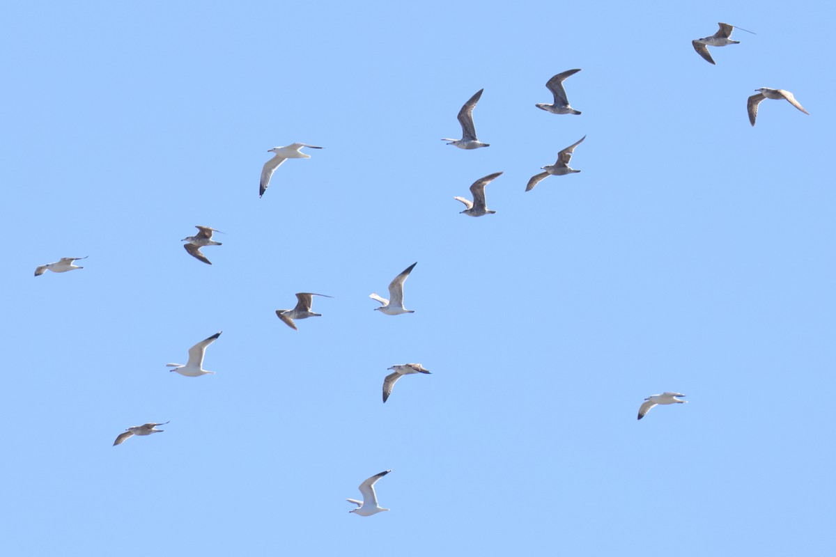 California Gull - Tom Fangrow