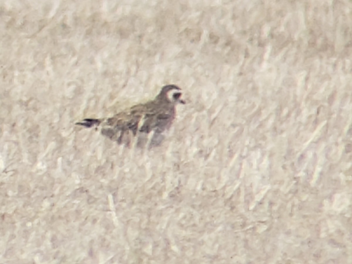 American Golden-Plover - ML616477510