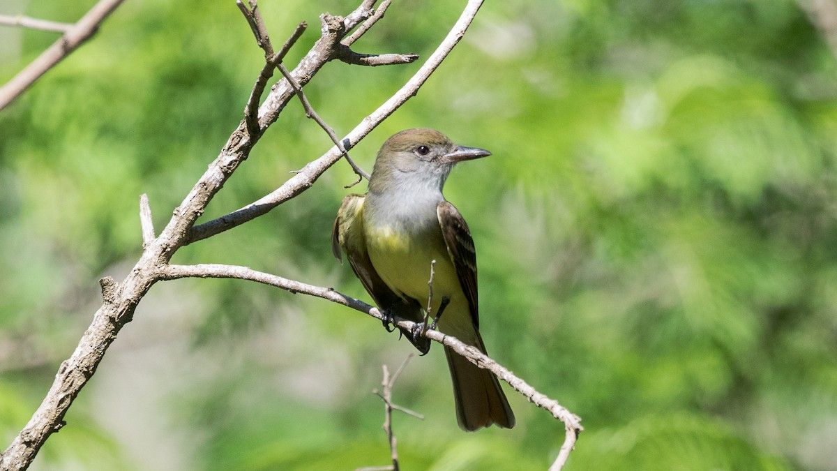 Great Crested Flycatcher - ML616477512