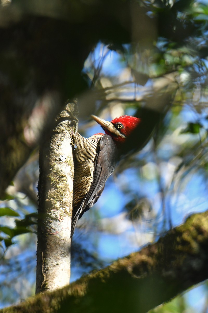 Robust Woodpecker - ML616477529