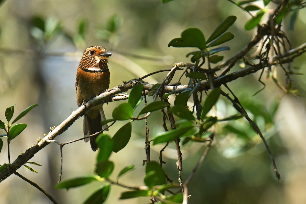 Crescent-chested Puffbird - ML616477531