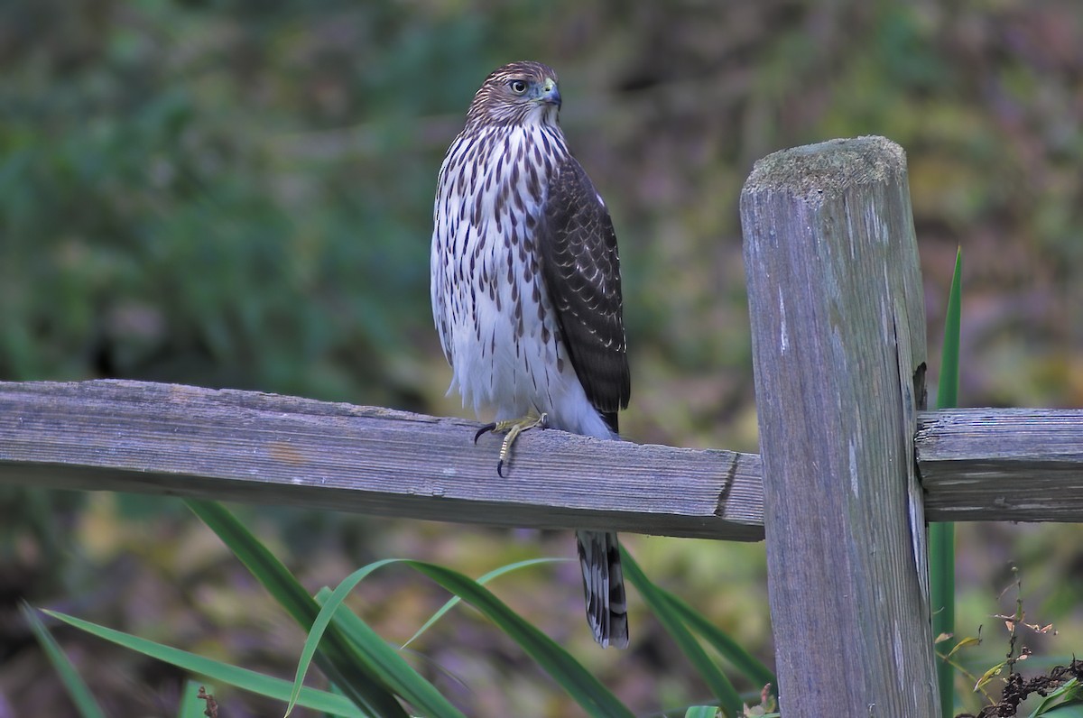 Cooper's Hawk - ML616477581