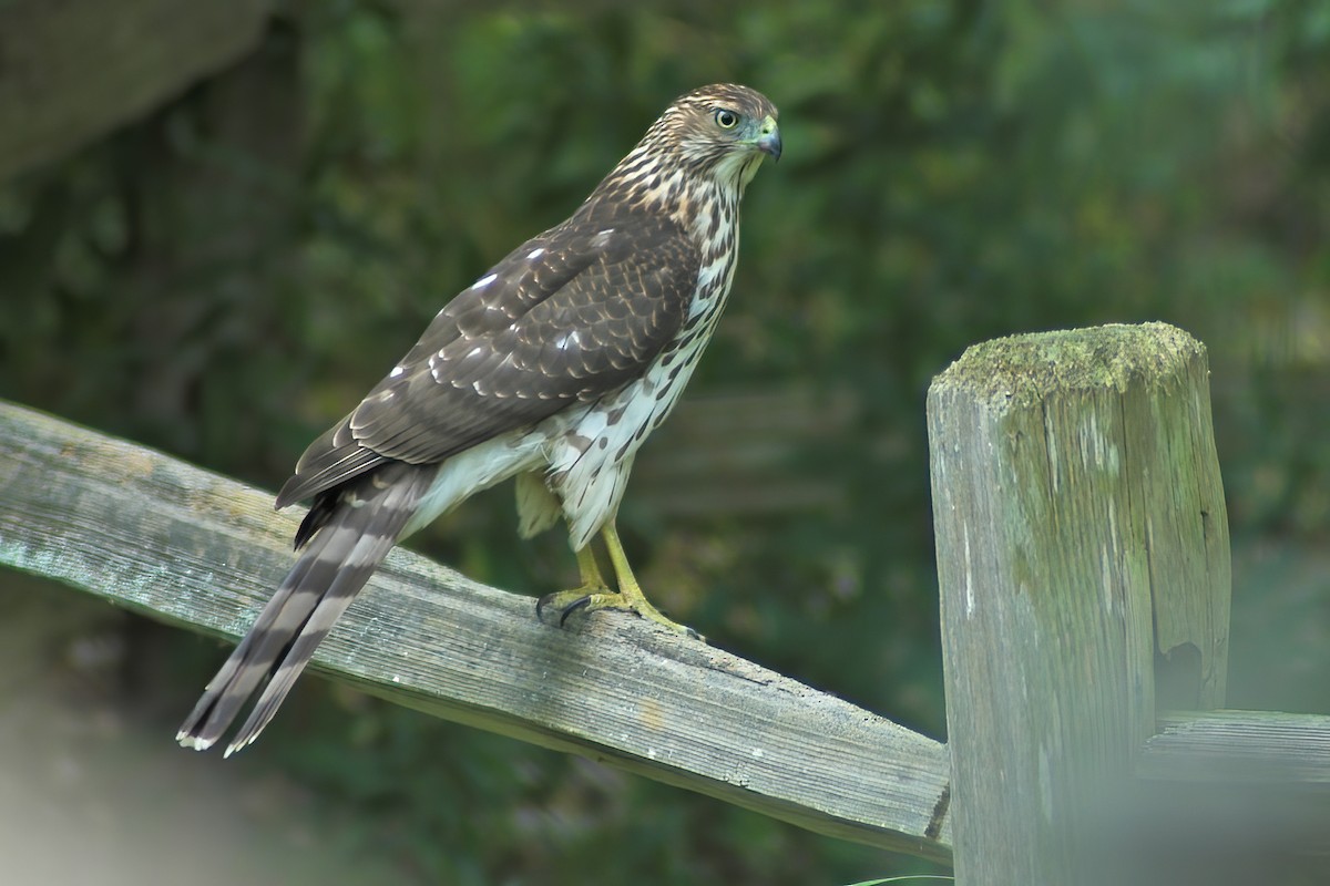 Cooper's Hawk - ML616477583