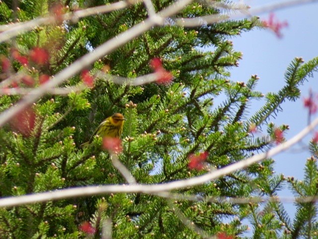 Cape May Warbler - ML616477606