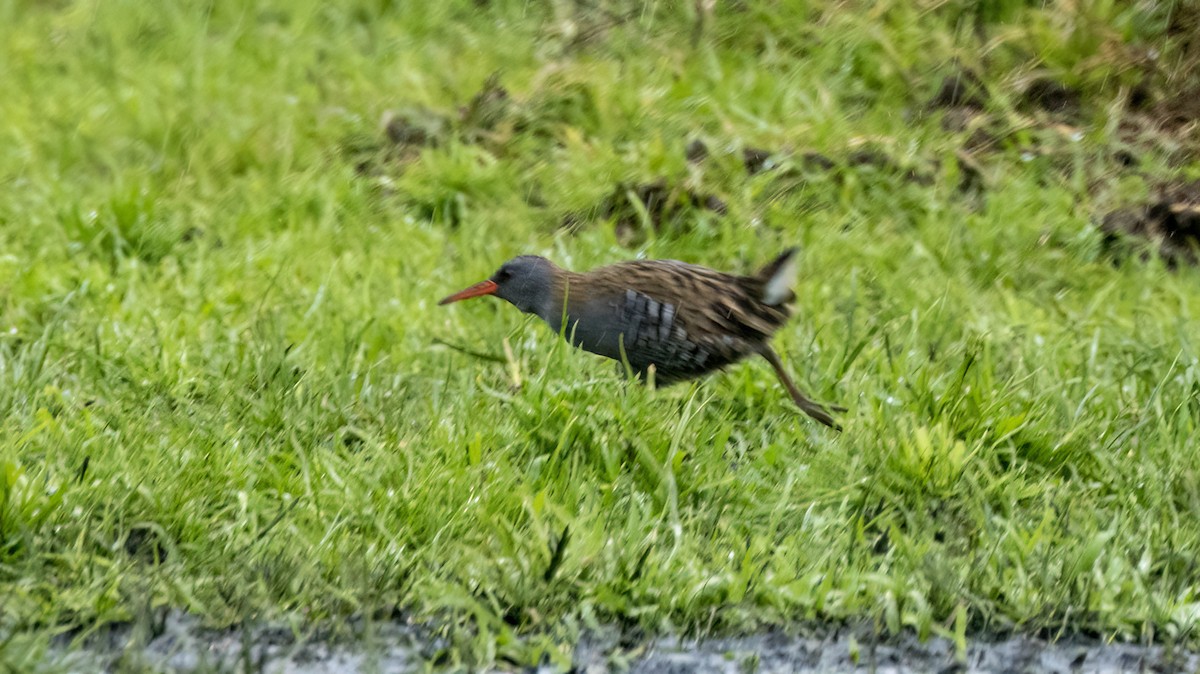 Water Rail - ML616477638