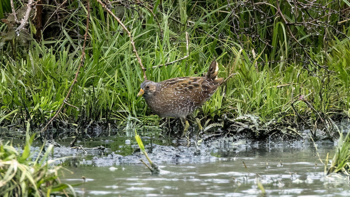 Spotted Crake - ML616477656