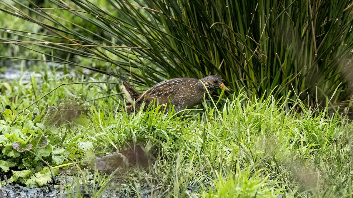 斑胸秧雞 - ML616477657
