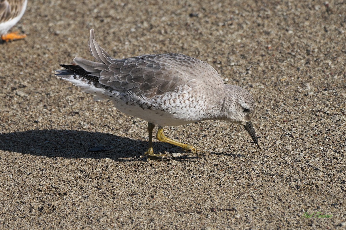 polarsnipe - ML616477678