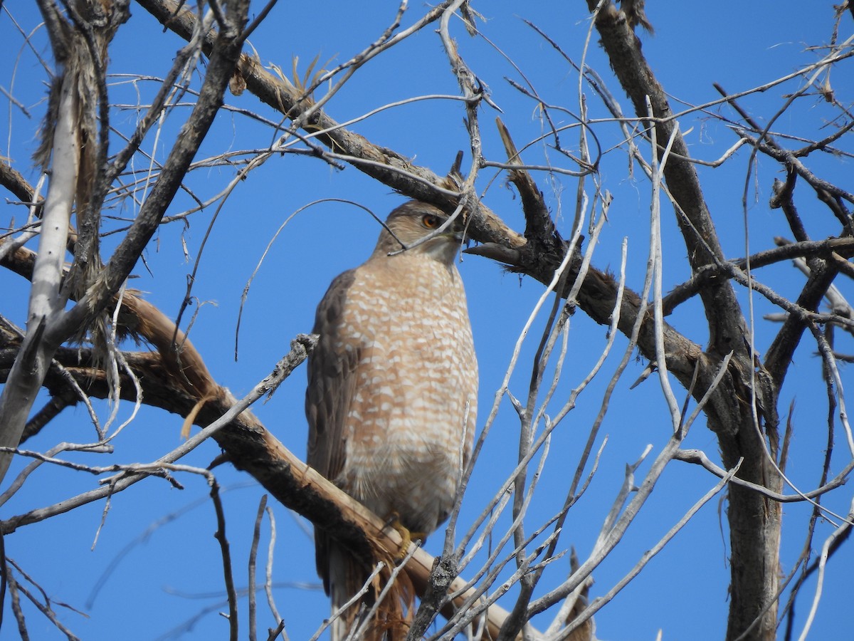 Cooper's Hawk - ML616477688