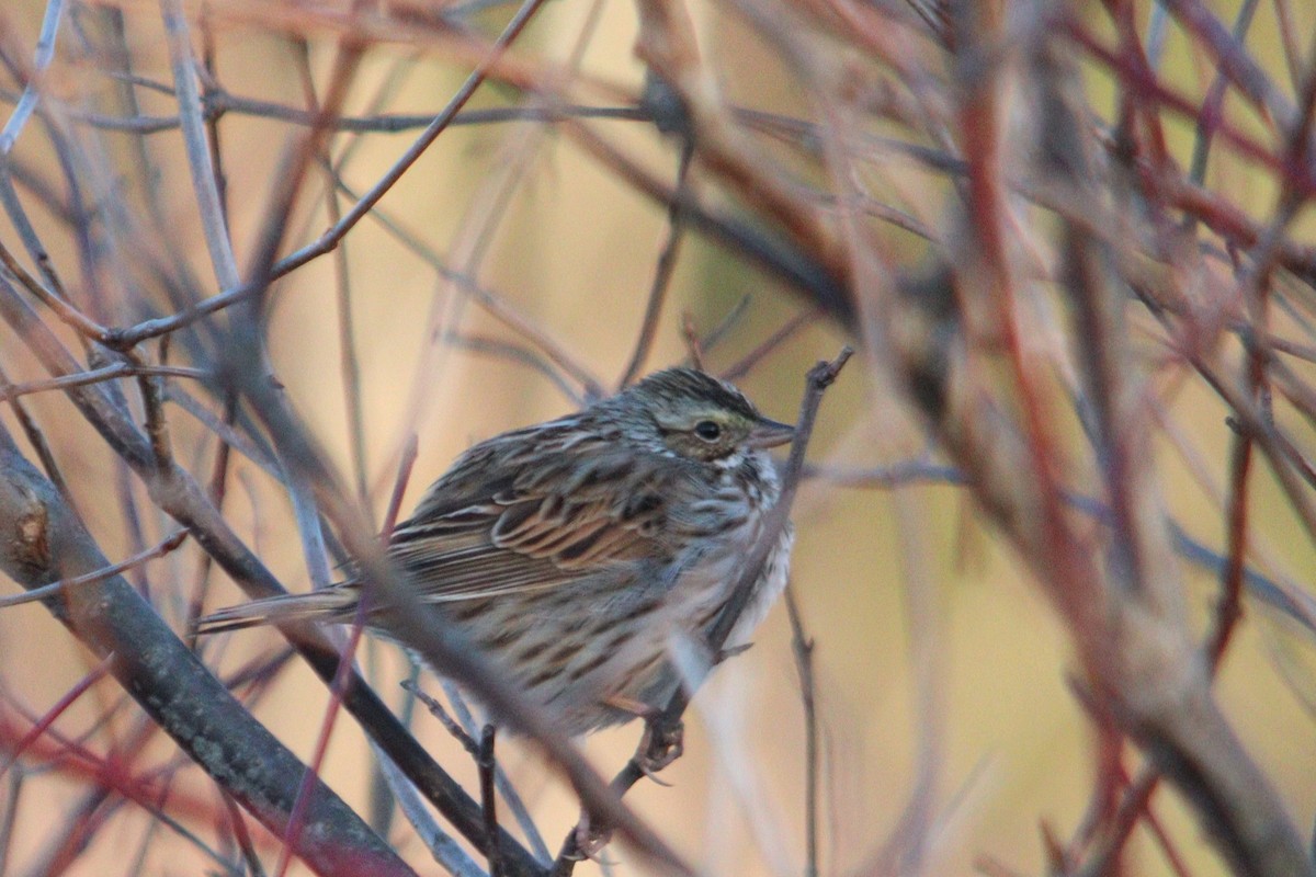 Savannah Sparrow - James Teitgen