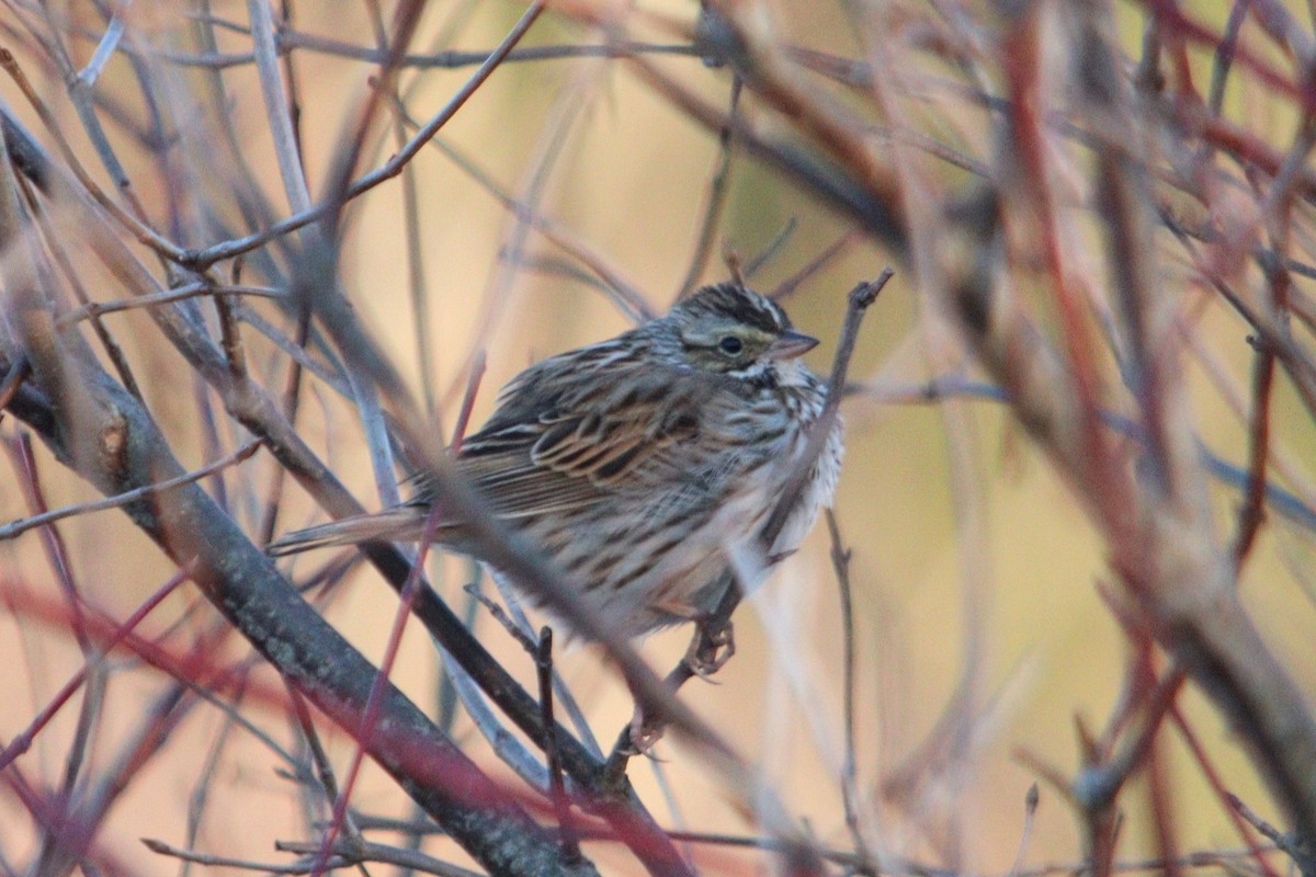 Savannah Sparrow - James Teitgen