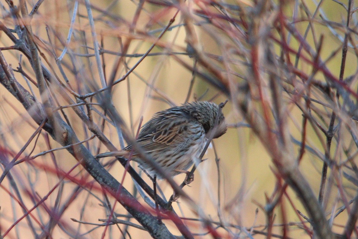 Savannah Sparrow - James Teitgen