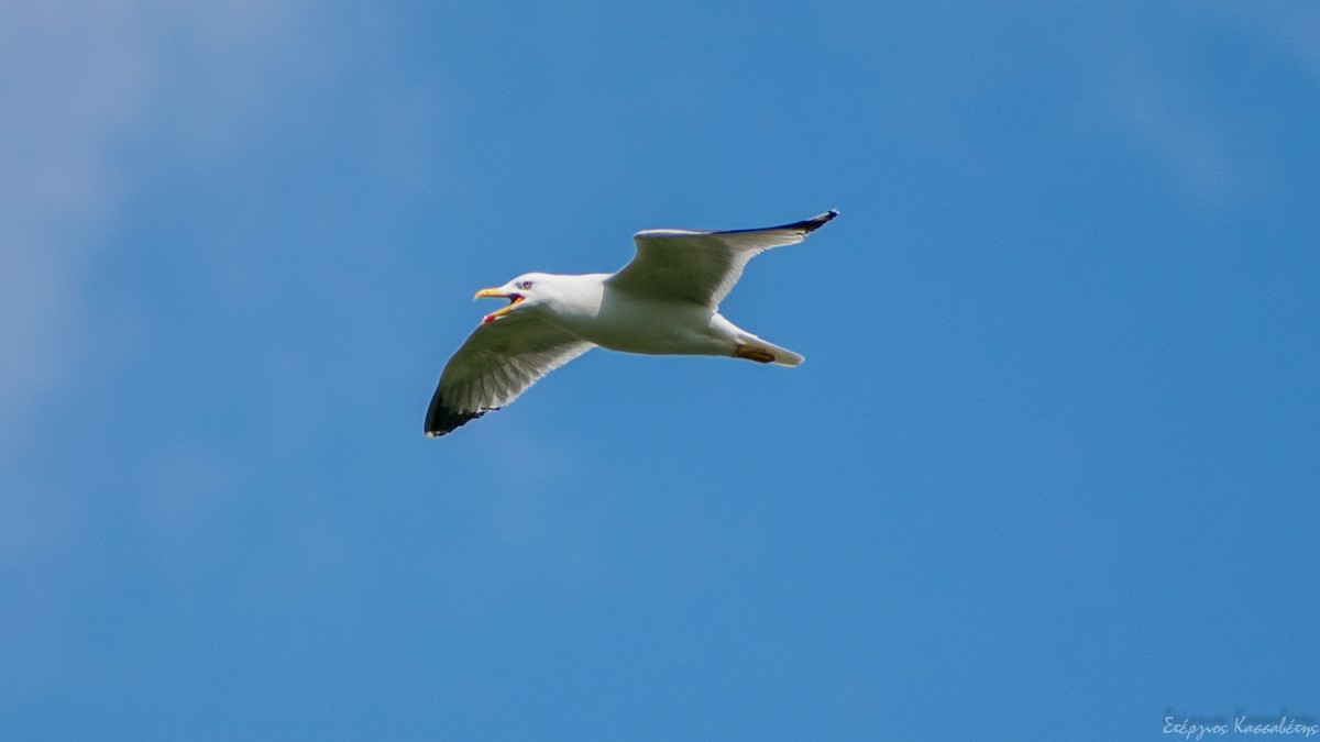 Gaviota Patiamarilla - ML616477769