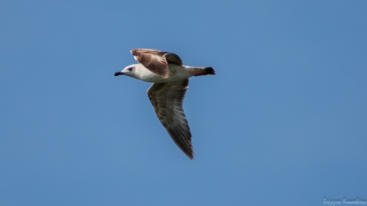 Gaviota Patiamarilla - ML616477771