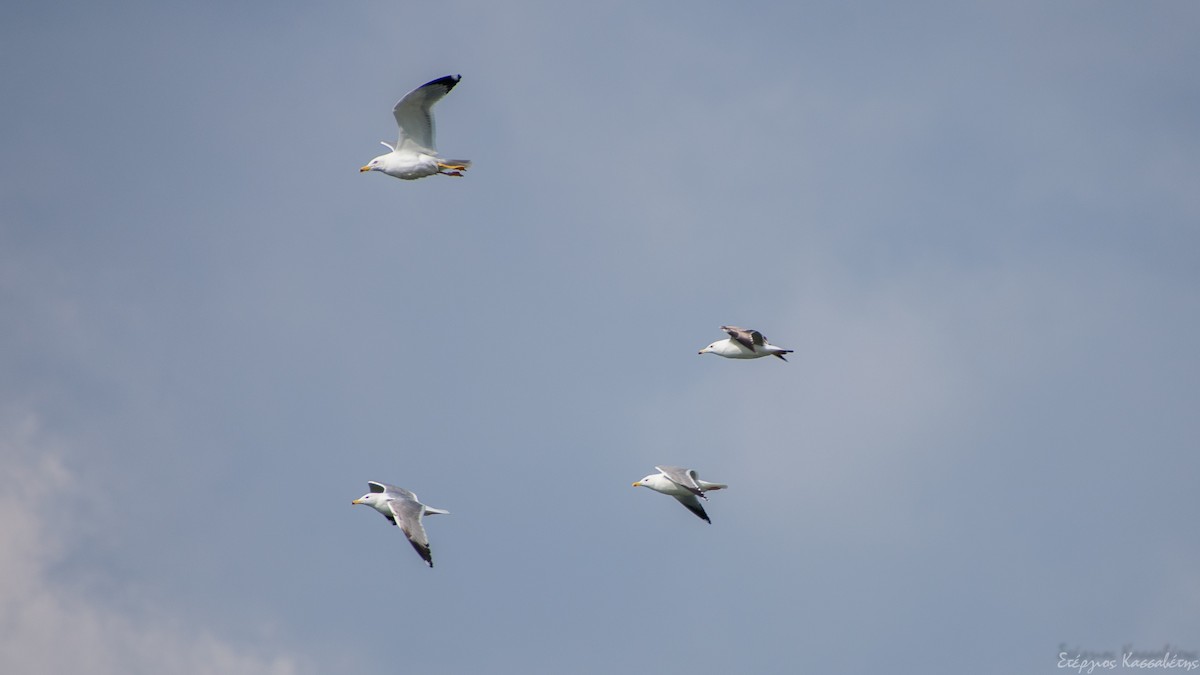 Gaviota Patiamarilla - ML616477774