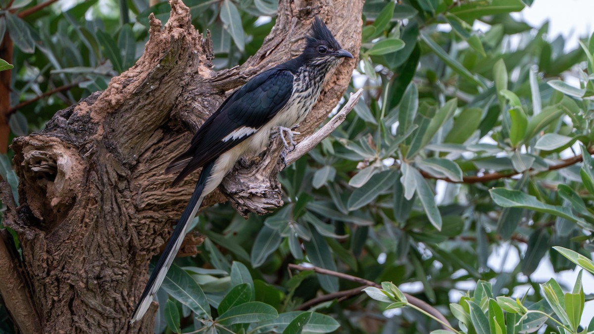 Levaillant's Cuckoo - Javier Cotin