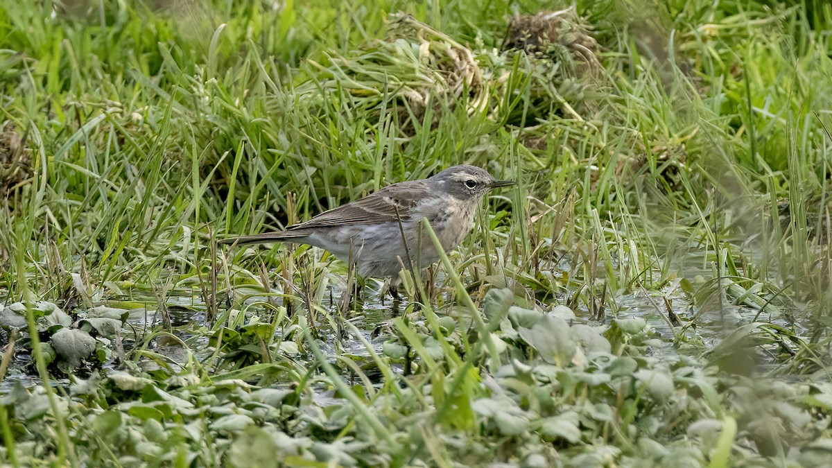 Water Pipit - ML616477810
