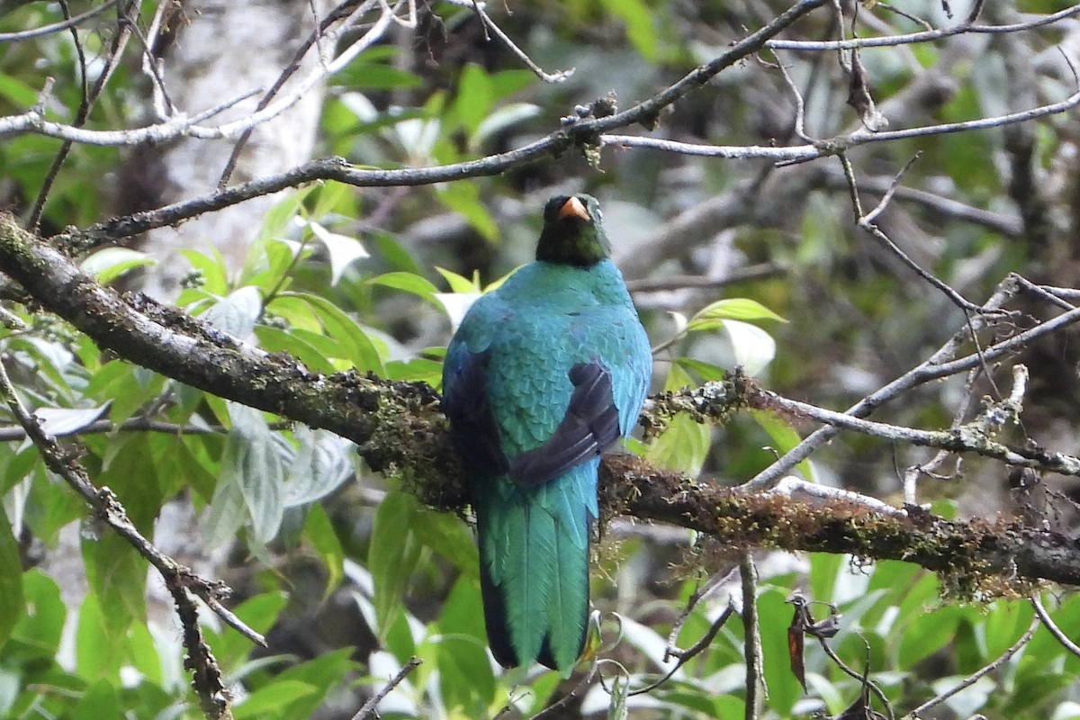 Golden-headed Quetzal - ML616477884