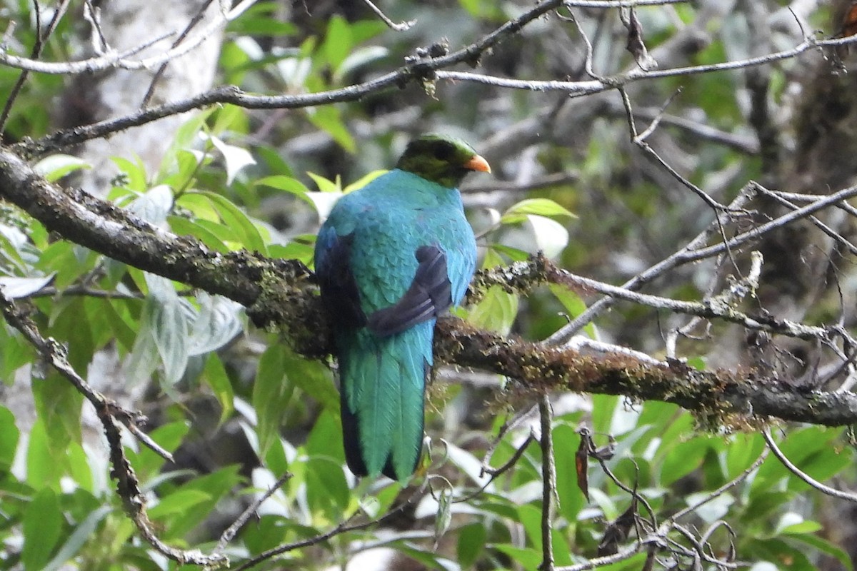 Golden-headed Quetzal - ML616477886