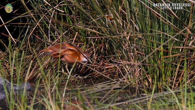 Little Crake - ML616477941