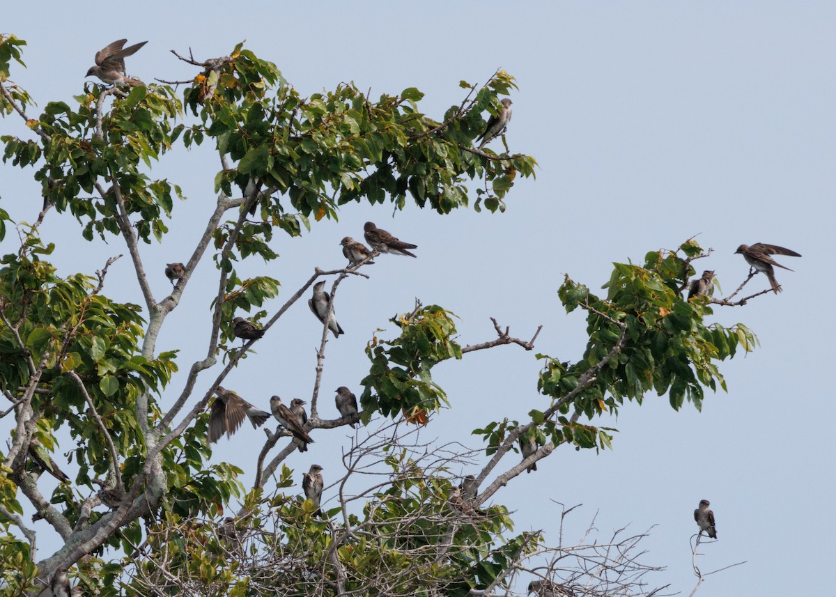 Brown-chested Martin (tapera) - ML616477975