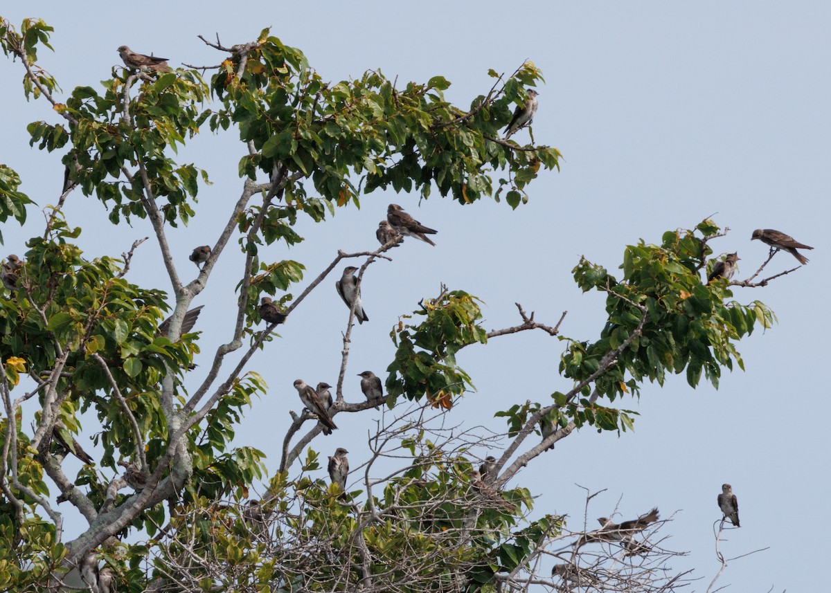 Brown-chested Martin (tapera) - ML616477976