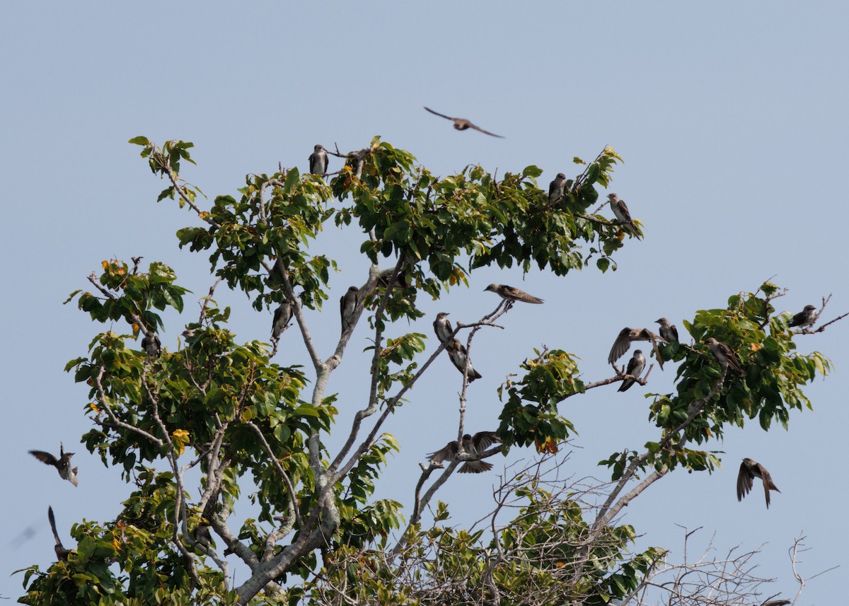 Brown-chested Martin (tapera) - ML616477983