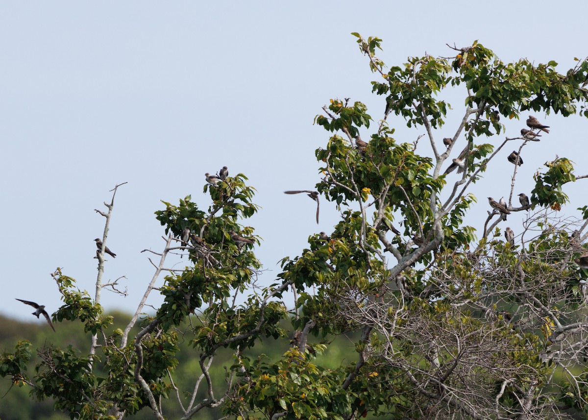 Brown-chested Martin (tapera) - ML616477990