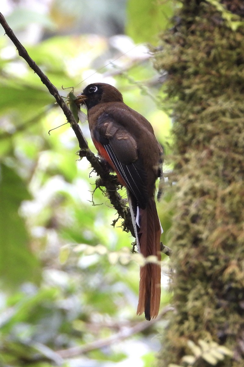 Masked Trogon - ML616478018