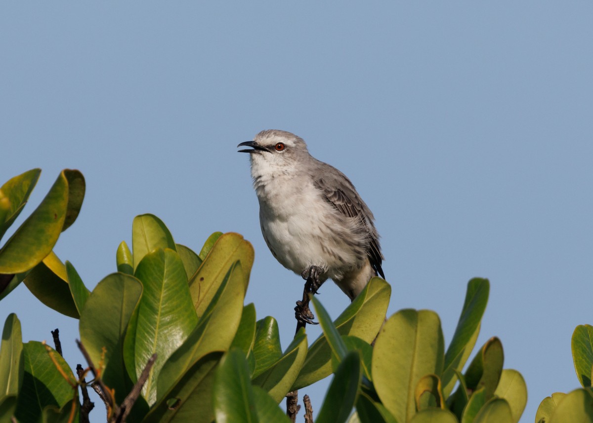Tropical Mockingbird (Southern) - Silvia Faustino Linhares