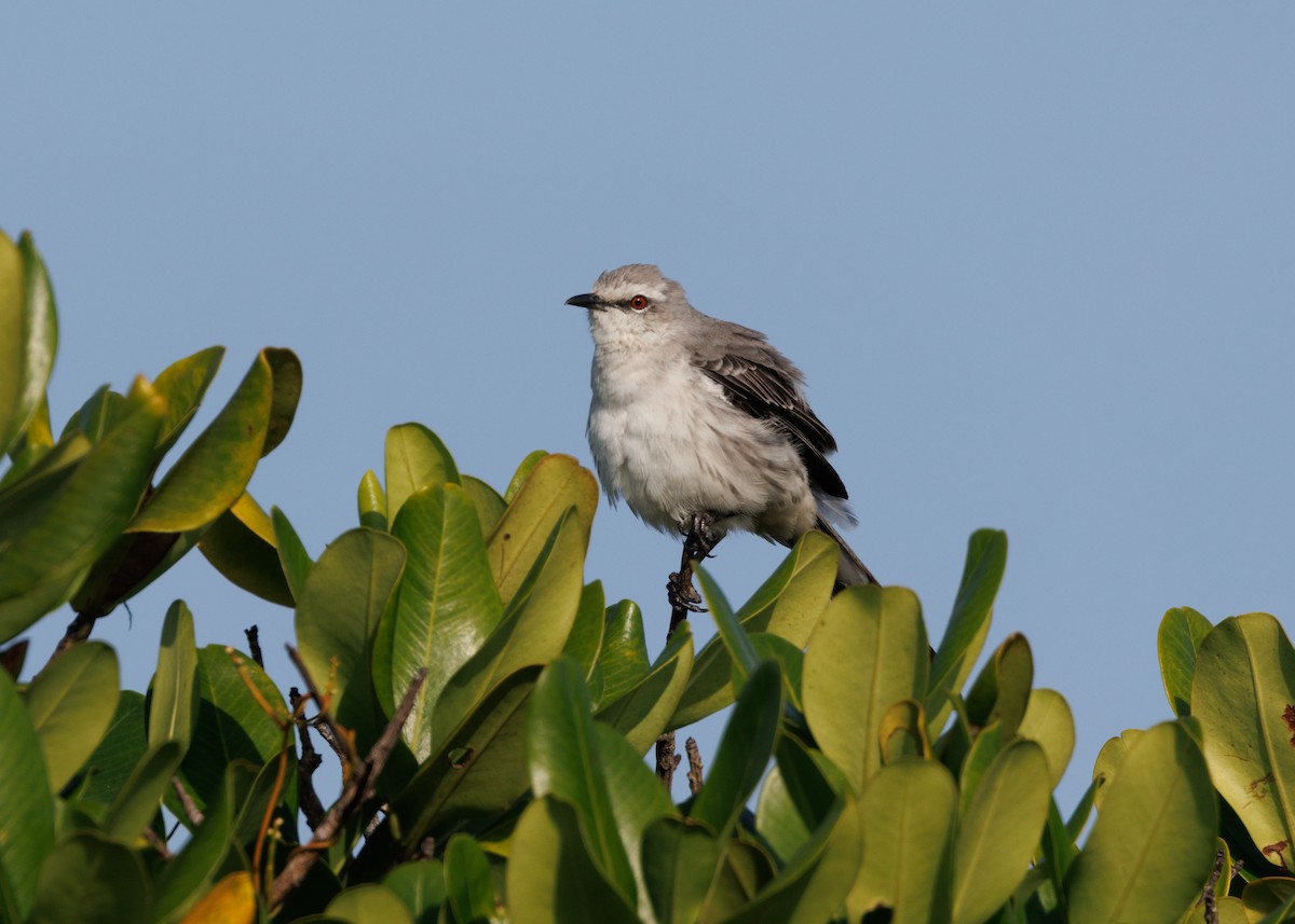 Sinsonte Tropical (grupo gilvus) - ML616478165