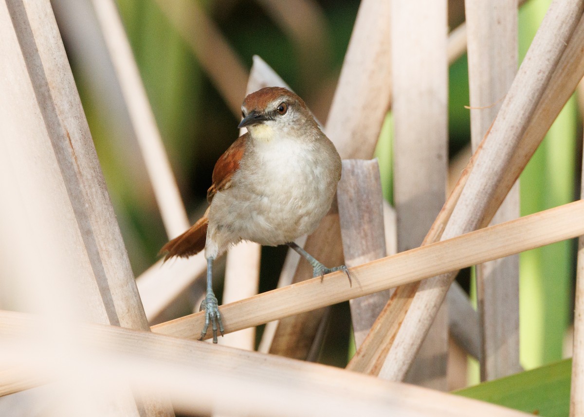 Yellow-chinned Spinetail - ML616478178